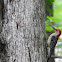 Red bellied woodpecker