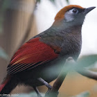 Red-tailed Laughingthrush