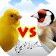 Chardonneret vs canari icon