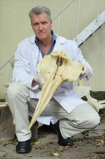 East London principal scientist Kevin Cole with the skull of the whale that washed up at Winterstrand last October. He has positively identified it as a True's beaked whale, a deep sea species that has never been sighted live off the South African coast. Picture: SUPPLIED