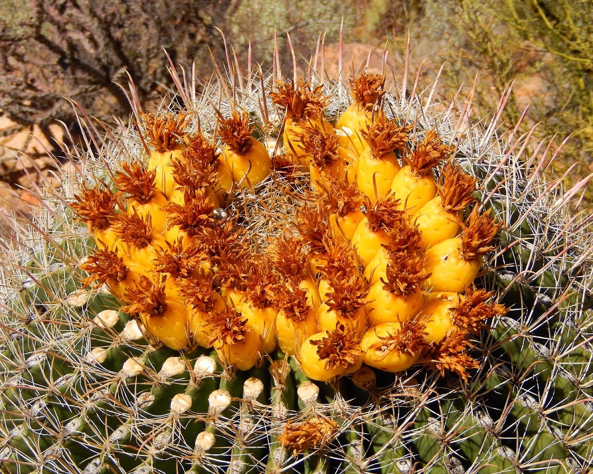 Barrel Cactus