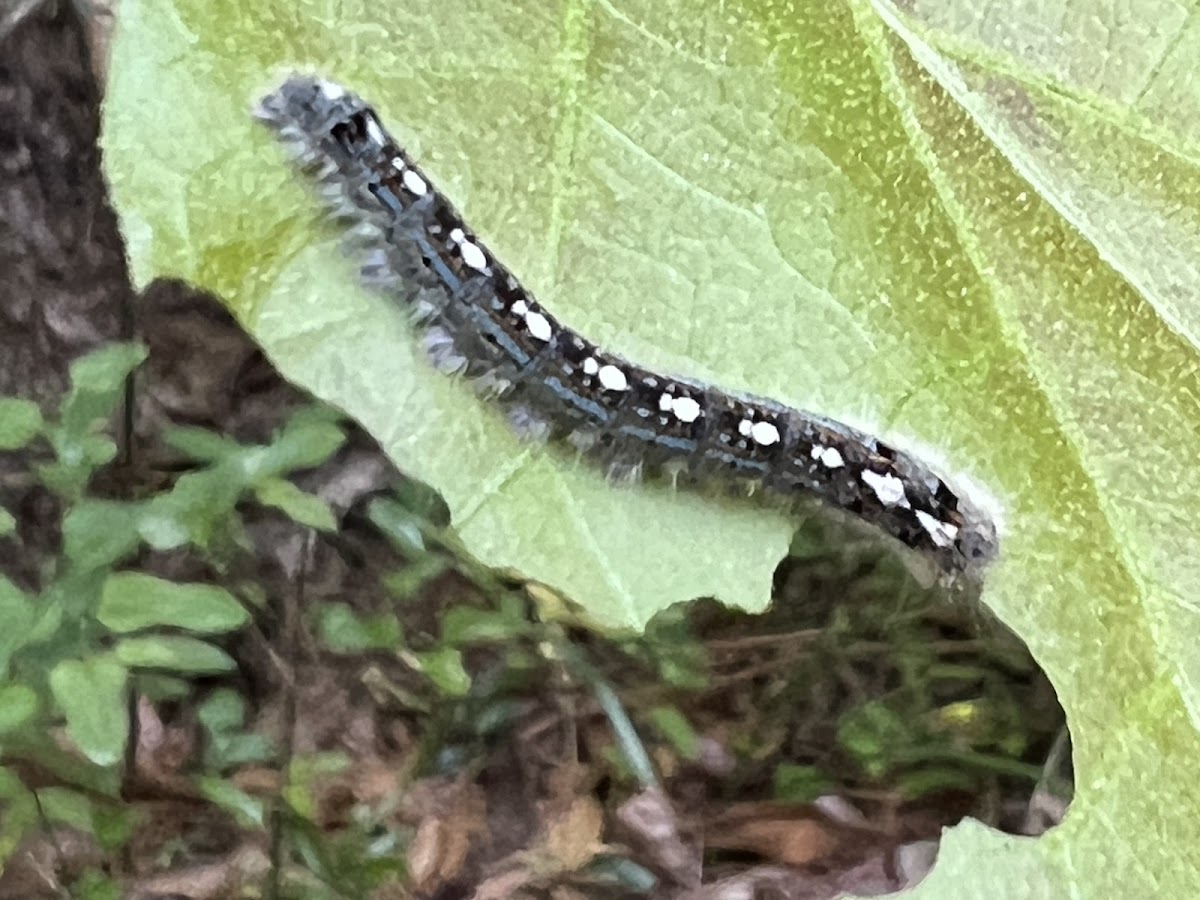 Forest Tent Caterpillar