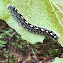 Forest Tent Caterpillar