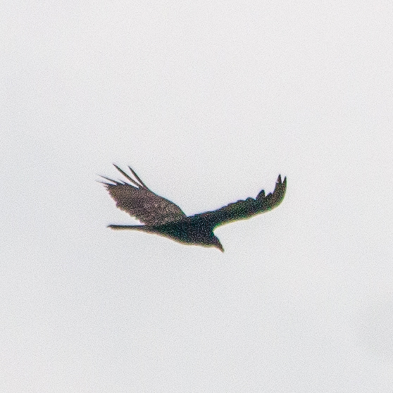 Turkey vulture