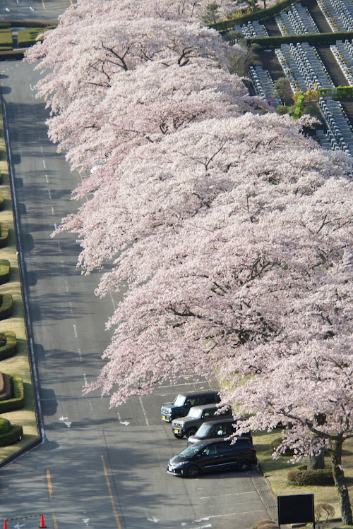 エスティマの桜とコラボ・サクラと愛車・ドライブ・一眼レフ撮影に関するカスタム事例の投稿画像2枚目