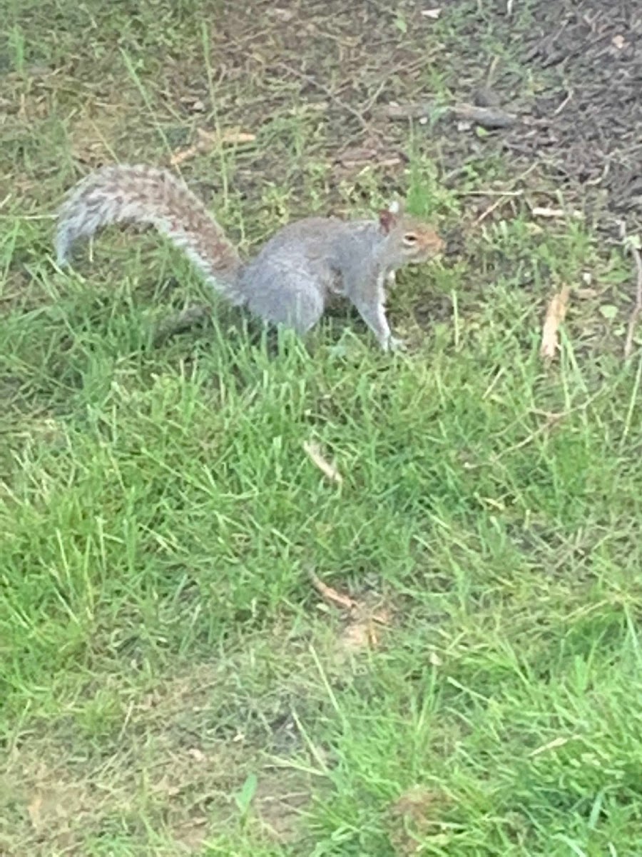 Eastern Grey Squirrel