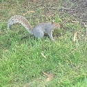 Eastern Grey Squirrel