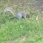 Eastern Grey Squirrel