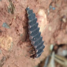 Glow Worm Larvae