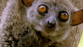 Lemur Spirit thumbnail