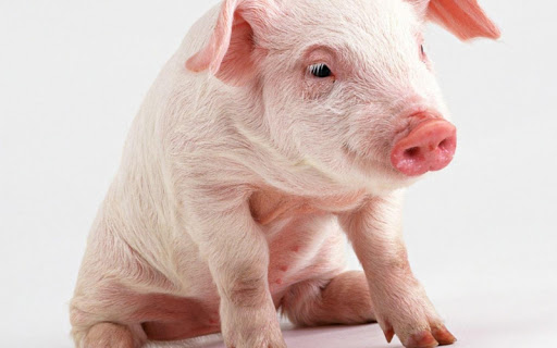 Little Pig Live Wallpaper