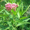 Swamp Milkweed