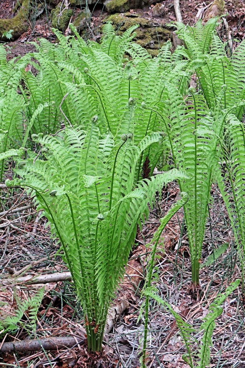 Ostrich Fern