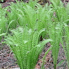 Ostrich Fern