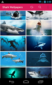 Shark Wallpapers screenshot 0