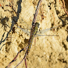 Black-tailed Skimmer