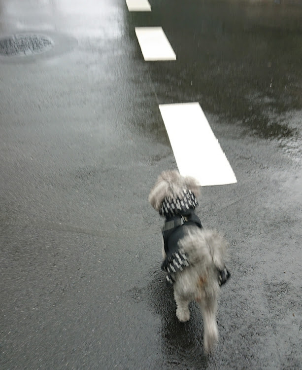 ステラの犬に関するカスタム事例の投稿画像4枚目