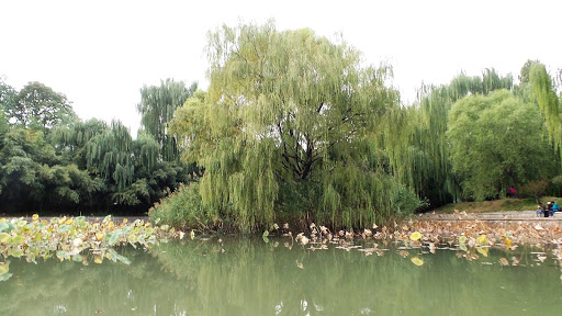 Bamboo Lake Beijing China 2015