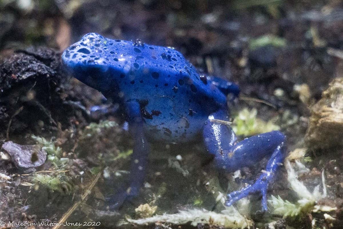 Blue Poison Dart Frog