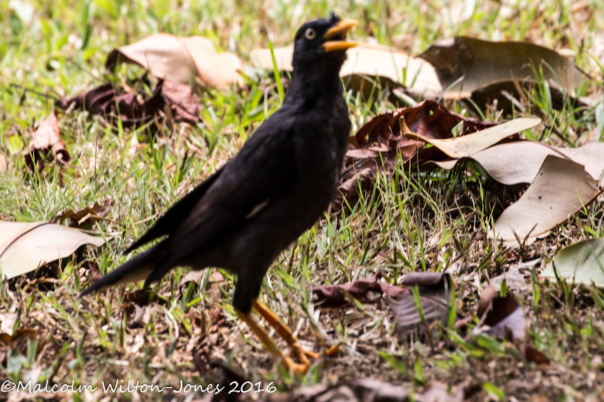 Javan Myna