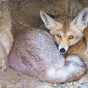 Arabian red fox