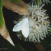 Satin White Palpita Moth