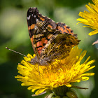 Mariposa Colorada