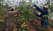 Rand West Local Municipality Agri - Parks project for the deaf community. 