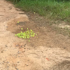 Sulphur Butterfly