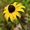 Black-eyed-Susan