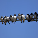 White-breasted Woodswallow