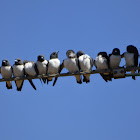 White-breasted Woodswallow