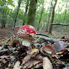 Fly Agaric