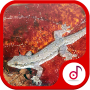 Lizard sound Collections  Icon