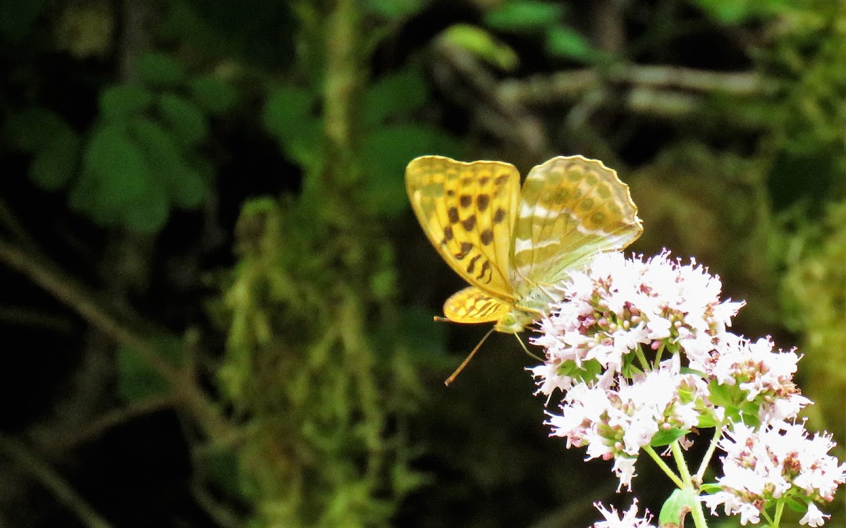 Silver-washed fritillary