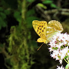 Silver-washed fritillary