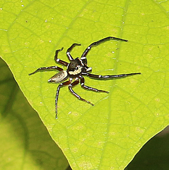 Jumping Spider