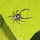 Jumping Spider