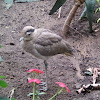 Bush Stone-Curlew