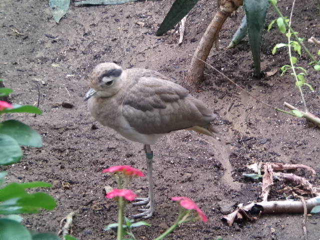 Bush Stone-Curlew