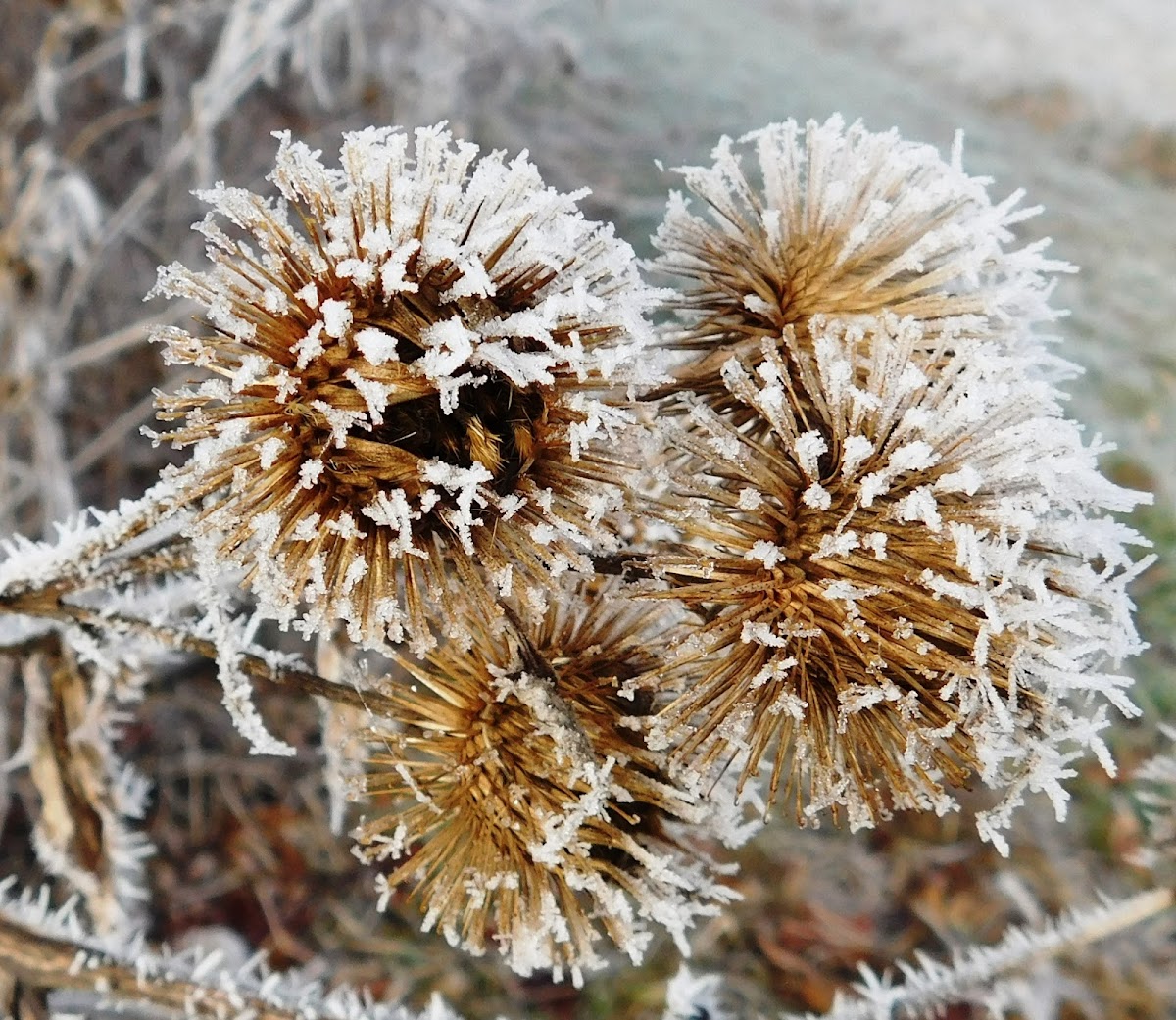 Common Burdock