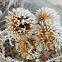 Common Burdock