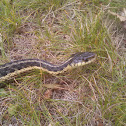 Common Garter Snake