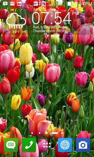 Tulip HD Wallpapers