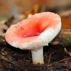 Russula Mushroom