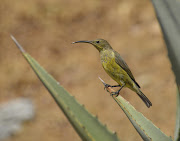 A female malachite sunbird.