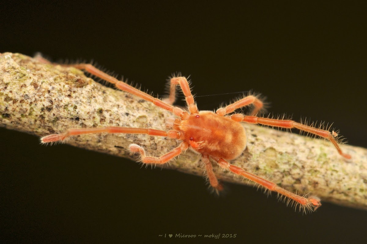 Long-Legged Velvet Mite (Leptus sp.)