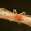 Long-Legged Velvet Mite (Leptus sp.)