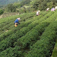 貓空晨曦茶坊