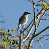 California Scrub-Jay